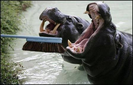 Would You Brush A Hippo’s Teeth? 